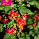 Article - Les Jardins Gourmands (3)